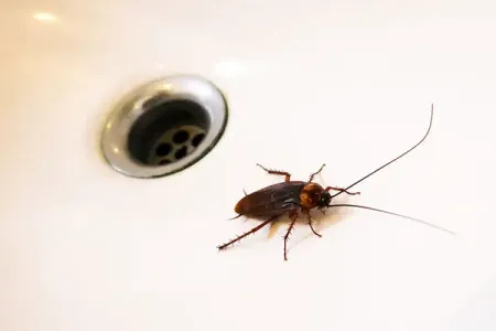 american_cockroach