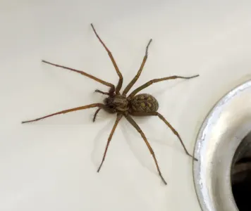 common-house-spider