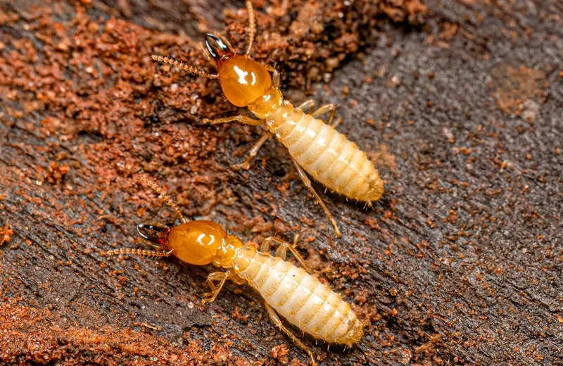 termites on wood