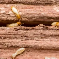 termites