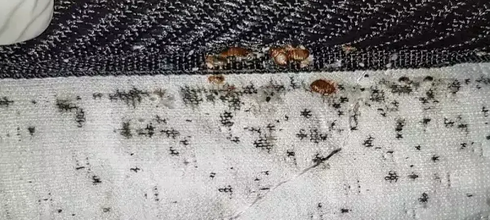 signs of bed bugs