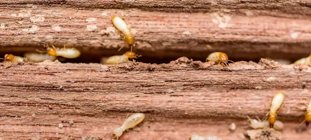 termites