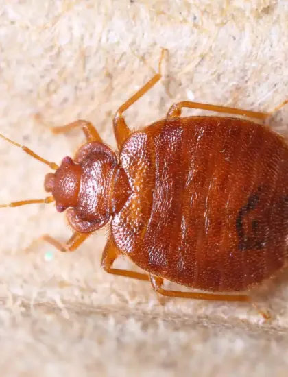 bed-bug-close-up