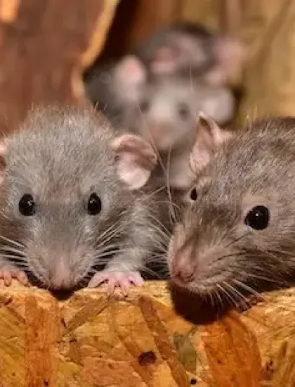 norway_rats
