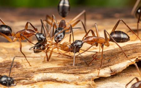 carpenter_ants
