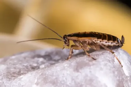 german-roach