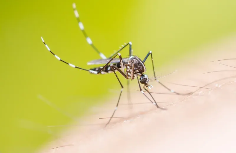 mosquito