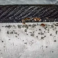 signs of bed bugs