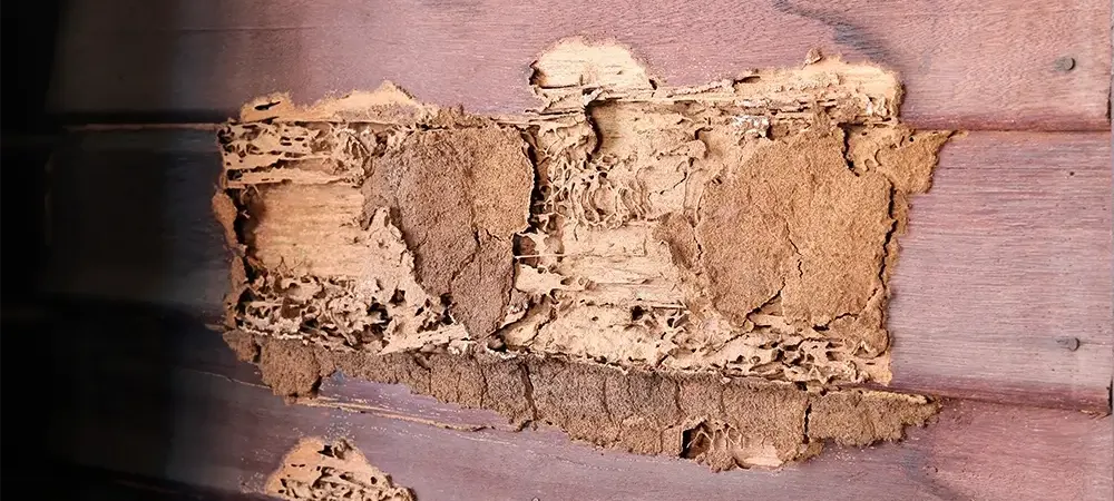 termite damage