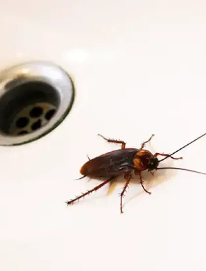 american_cockroach