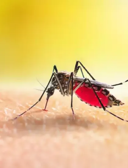 mosquito_on_skin