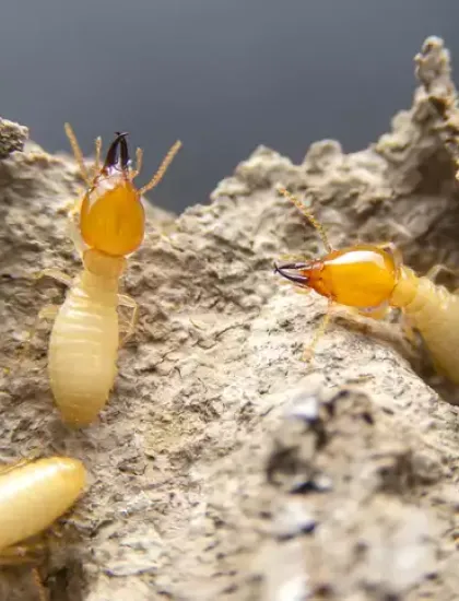 termites
